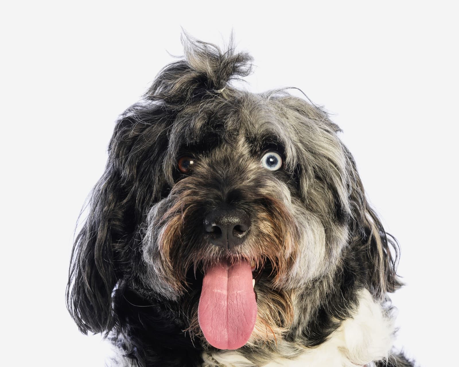 Scruffy dog portrait with its tongue out