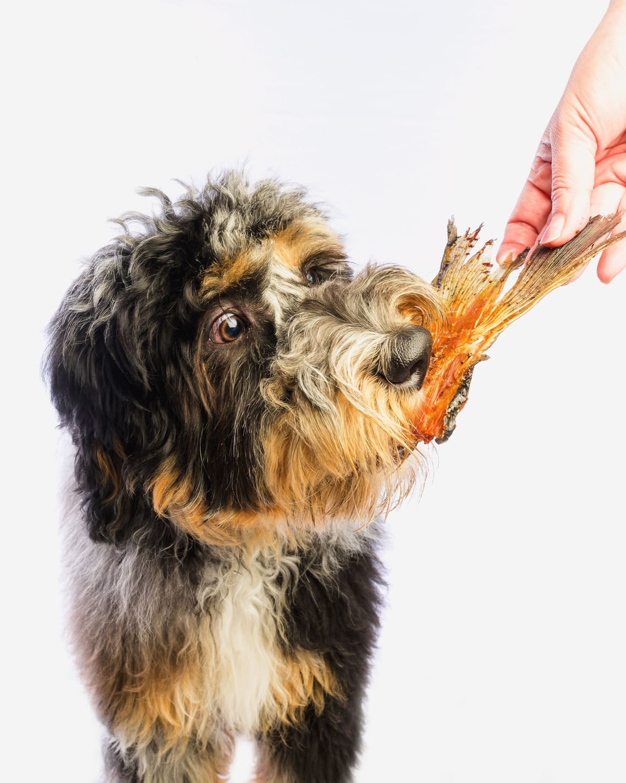 Dog being fed a dried treat